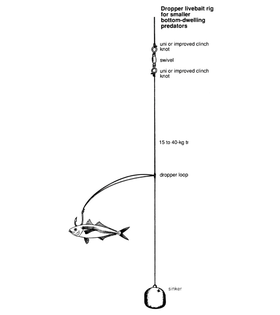 JARVIS WALKER Ultimate Edition GOLD Rig Live Bait