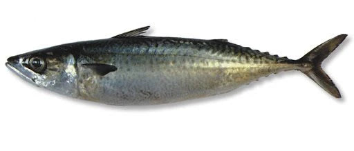 EARLY BIRD BAIT Blue Mackerel 2kg