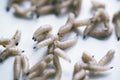 EARLY BIRD BAIT Vac Sealed Maggots