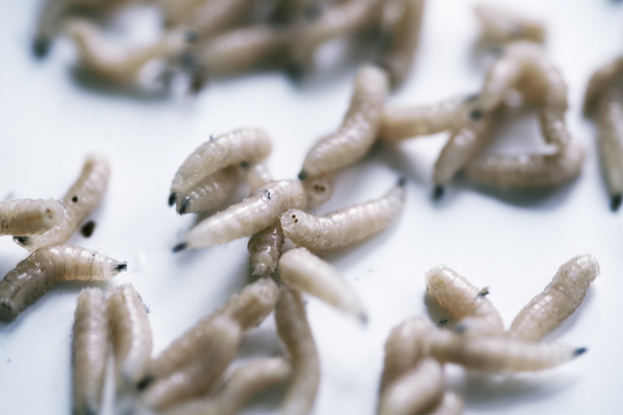EARLY BIRD BAIT Vac Sealed Maggots