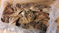 EARLY BIRD BAIT Tuna Head 5kg