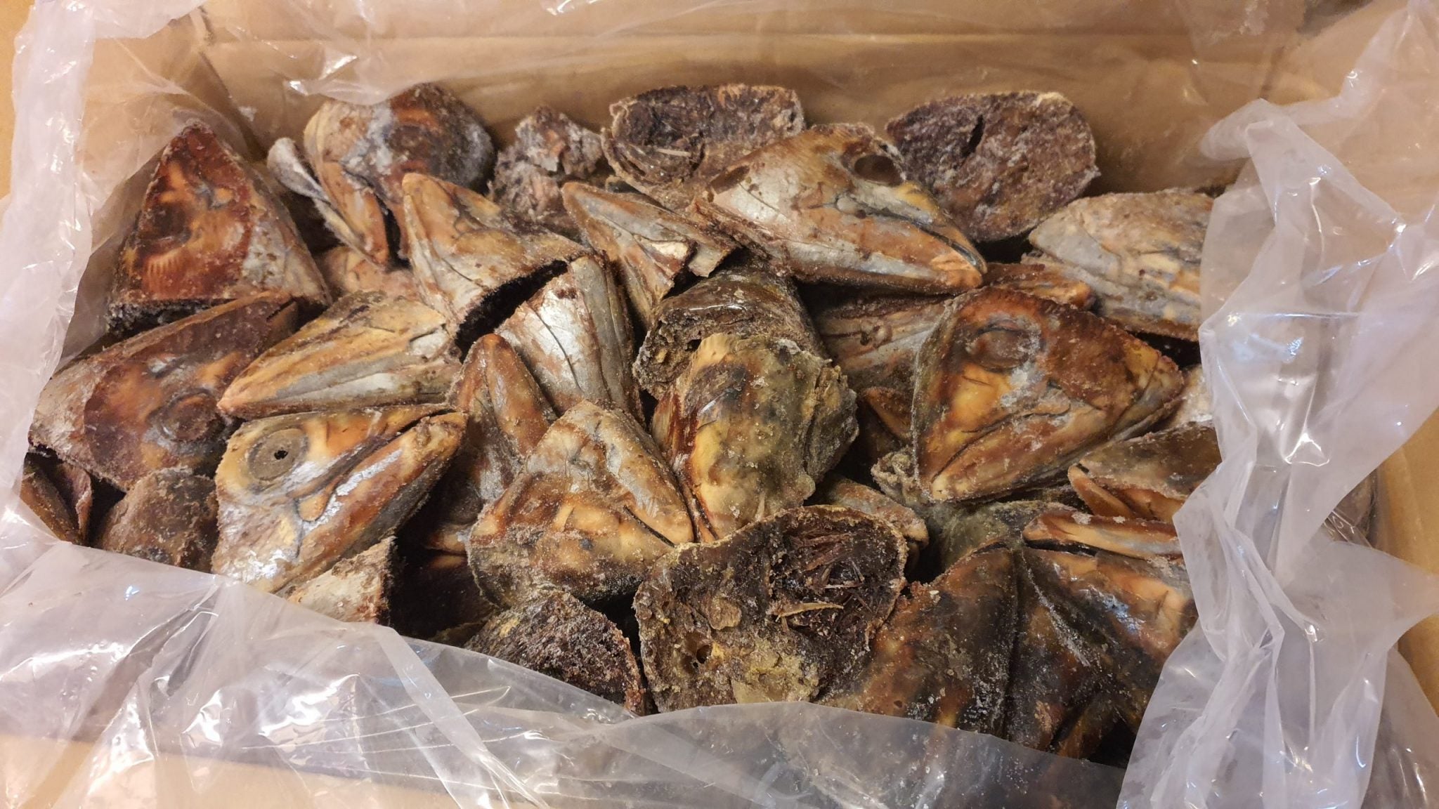 EARLY BIRD BAIT Tuna Head 5kg