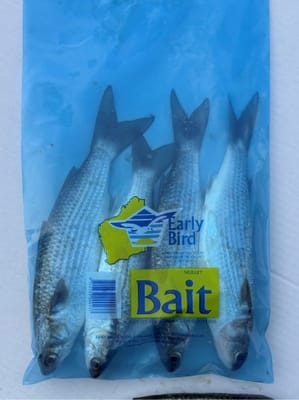 EARLY BIRD BAIT Mullet 1kg